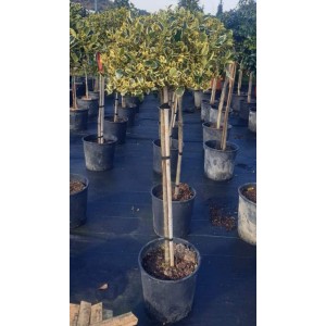 ilex 110/120 cm
 ilex 110/120 cm
