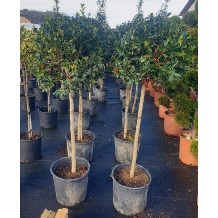 Ilex 130/140 cm
