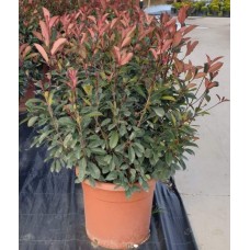 Photinia Ball (Alev Top Form) 100 + cm
