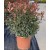 Photinia Ball (Alev Top Form) 100 + cm
 Photinia Ball (Alev Top Form) 100 + cm