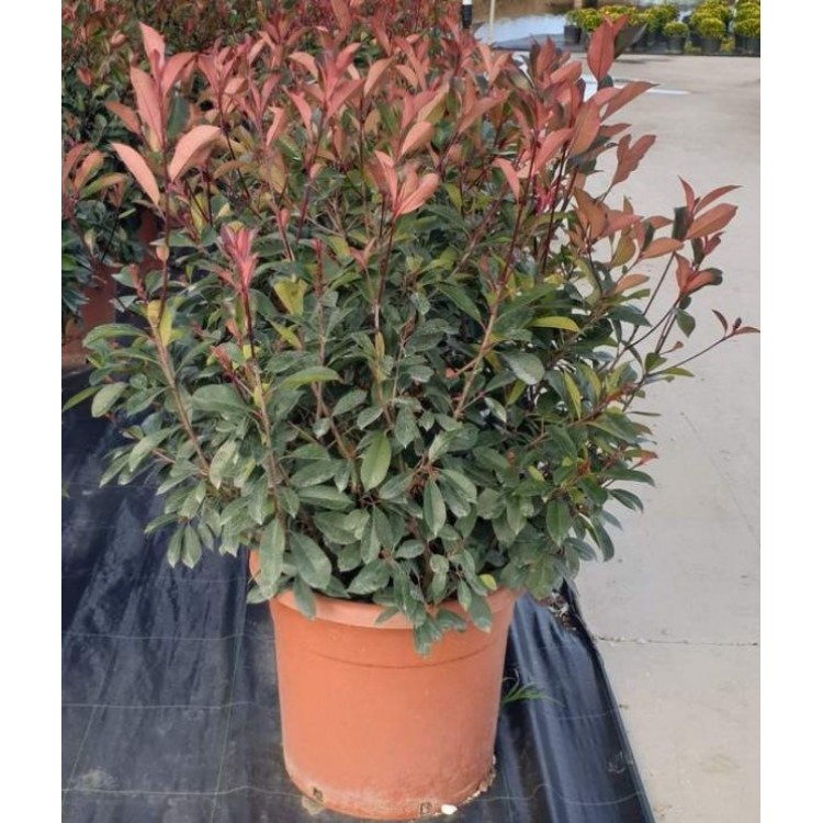 Photinia Ball (Alev Top Form) 100 + cm
