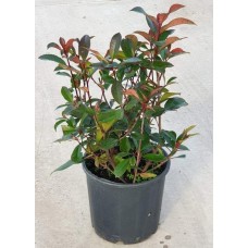 Photinia Free Form (Alev Serbest Form)  50 cm
