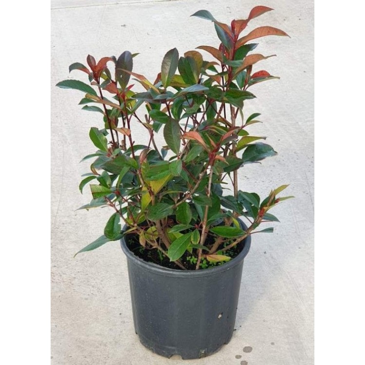 Photinia Free Form (Alev Serbest Form)  50 cm
