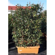 Photinia Hedge ( Çit Alev )  150-170 cm
