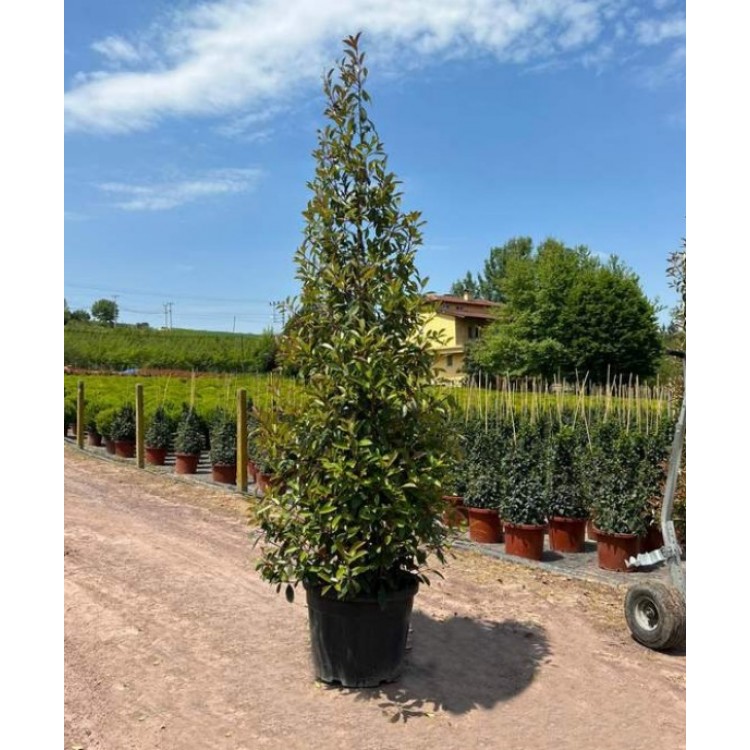 Photinia Pyramide (Alev Piramit)  250-300 cm
