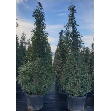 Photinia Pyramide (Alev Piramit) 250-300 cm clt 125
Photinia Pyramide (Alev Piramit) 250-300 cm clt 125