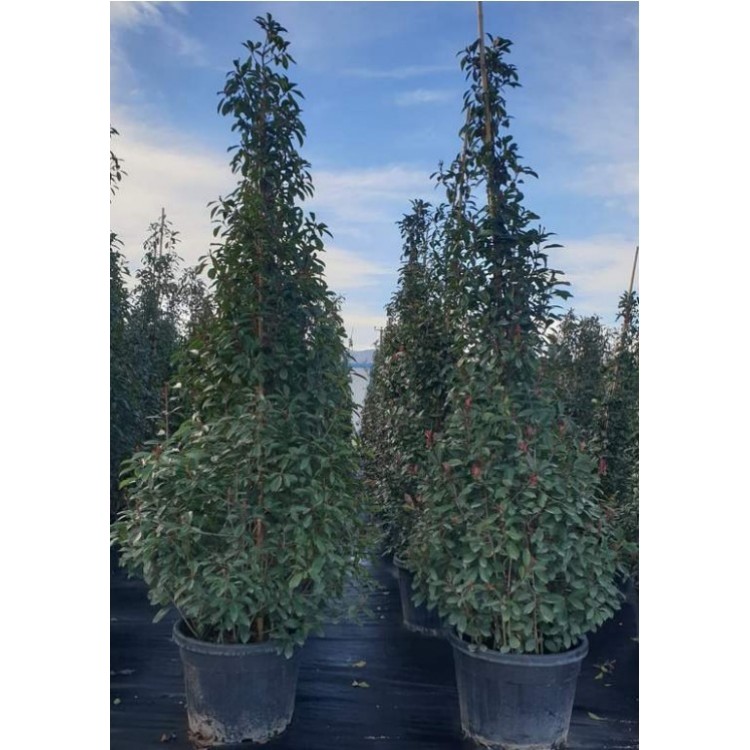 Photinia Pyramide (Alev Piramit) 250-300 cm clt 125
