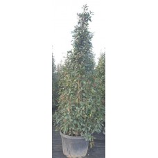 Photinia Pyramide (Alev Piramit)  300 + cm
