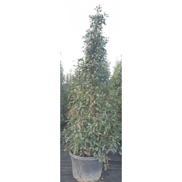 Photinia Pyramide (Alev Piramit)  300 + cm
