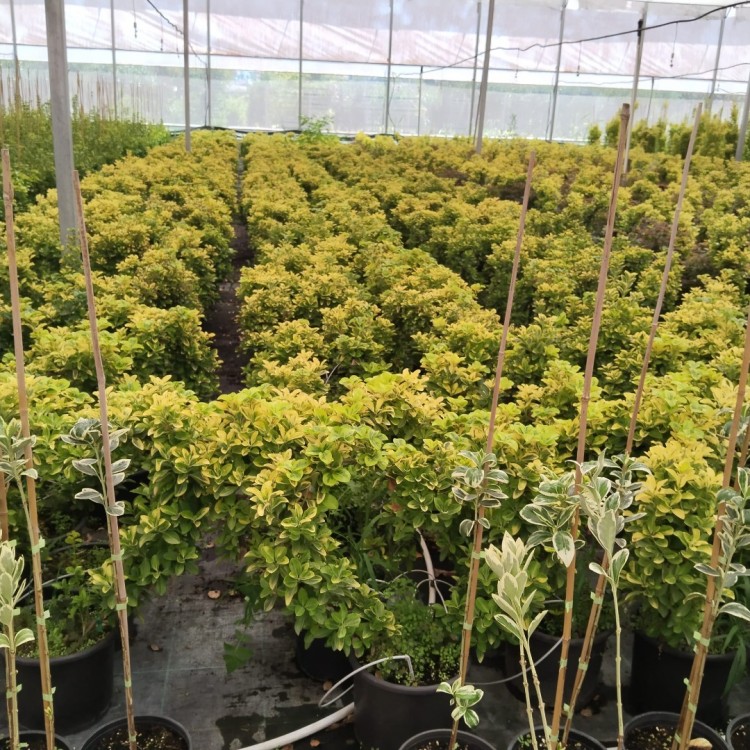 Euonymus japonica aurea heart sheaped (Altuni Taflan Kalp)
