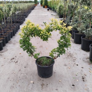 Euonymus japonica aurea heart sheaped (Altuni Taflan Kalp)
 Euonymus japonica aurea heart sheaped (Altuni Taflan Kalp)