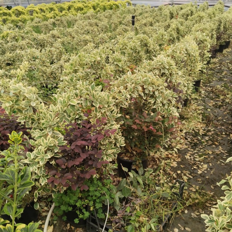 Euonymus japonica bravo -loropetalum (Brovo Taflan - Loropetalum Arajman)
