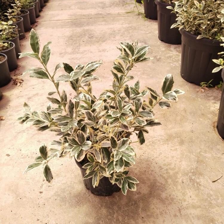 Euonymus japonica bravo clt 1.5 (Taflan Bravo)
