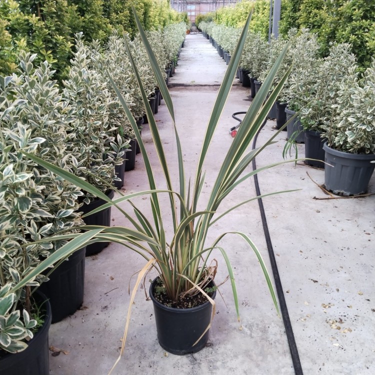 Phormium Tenax Variegata (Formium Alacalı)