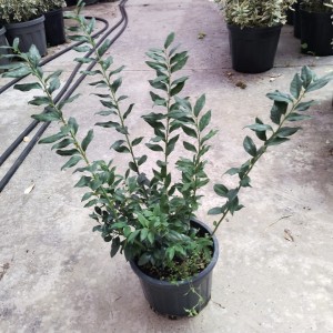 Sarcococca chinensis (Parfüm Kutusu Çiçeği) Sarcococca chinensis (Parfüm Kutusu Çiçeği)