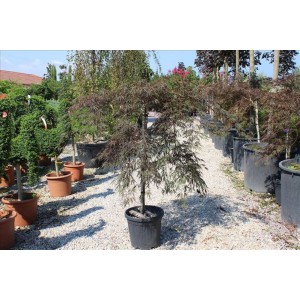 Acer Palmatum Dıssectum Garnet( Ters Japon Akçaağaç)Nergis Peyzaj
 Acer Palmatum Dıssectum Garnet( Ters Japon Akçaağaç)Nergis Peyzaj