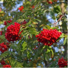 Sorbus Aucuparıa( Kuş  Üvezi)Nergis Peyzaj
