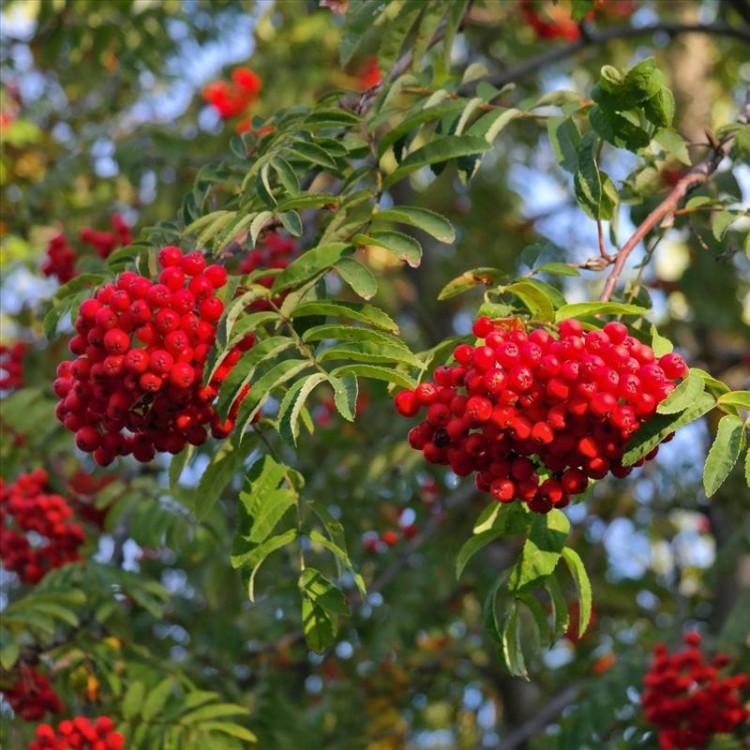 Sorbus Aucuparıa( Kuş  Üvezi)Nergis Peyzaj
