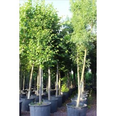 Tılıa Tomentosa( Gümüşi Ihlamur)Nergis Peyzaj
 Tılıa Tomentosa( Gümüşi Ihlamur)Nergis Peyzaj