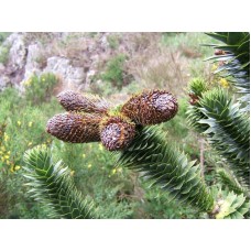 Araucarıa( Maymun Çıkmaz)Nergis Peyzaj
