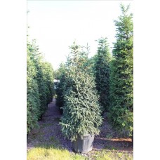 Abıes Pınsapo Glauca( İspanya Gümüşi Göknarı)Nergis Peyzaj
 Abıes Pınsapo Glauca( İspanya Gümüşi Göknarı)Nergis Peyzaj