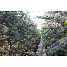 Cedrus Atlantıca Glauca-Nergis Peyzaj
 Cedrus Atlantıca Glauca-Nergis Peyzaj