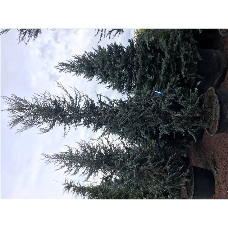 Cedrus Atlantıca Glauca-Nergis Peyzaj
