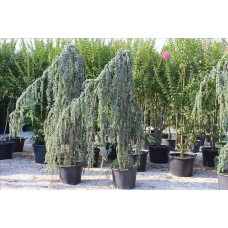 Cedrus Atlantıca Pendula( Sarkık Dallı Mavi Atlas Sediri)