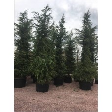 Cedrus Deodora( Himalaya Sediri)Nergis Peyzaj
Cedrus Deodora( Himalaya Sediri)Nergis Peyzaj