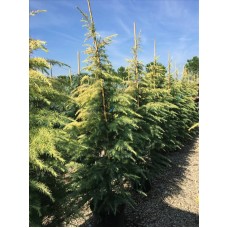 Cedrus Deodara Aurea( Altuni Himalaya Sediri)Nergis Peyzaj

