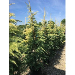 Cedrus Deodara Aurea( Altuni Himalaya Sediri)Nergis Peyzaj
