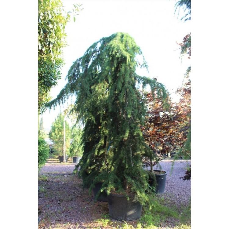 Cedrus Deodora Pendula( Ters Himalaya Sediri)Nergis Peyzaj
