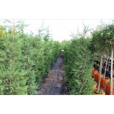 Cupressocyparıs Leylandıı( Melez Servi Leylandi)Nergis Peyzaj
 Cupressocyparıs Leylandıı( Melez Servi Leylandi)Nergis Peyzaj