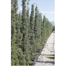 Cupressus Arızonıca(Mavi Servi)Nergis Peyzaj
 Cupressus Arızonıca(Mavi Servi)Nergis Peyzaj