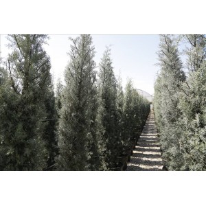 Cupressus Arızonıca(Mavi Servi)Nergis Peyzaj
 Cupressus Arızonıca(Mavi Servi)Nergis Peyzaj