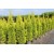 Cupressus Macrocarpa Gold Crest( Limoni Servi)Nergis Peyzaj
