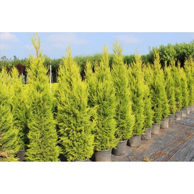 Cupressus Macrocarpa Gold Crest( Limoni Servi)Nergis Peyzaj
