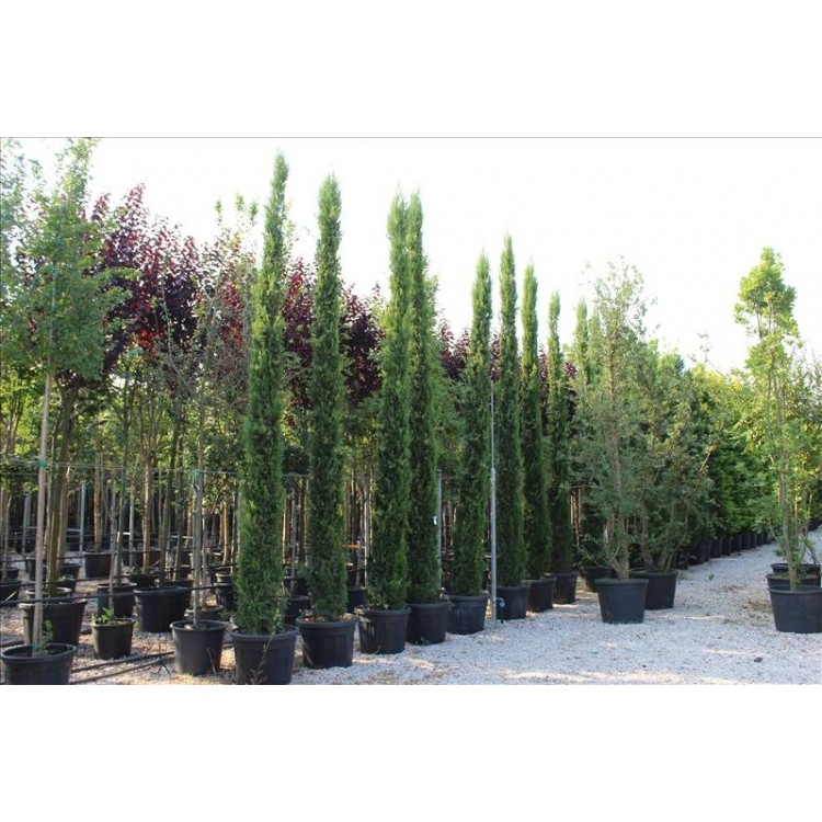 Cupressus Sempervırens( Kalem Servi)Nergis Peyzaj
