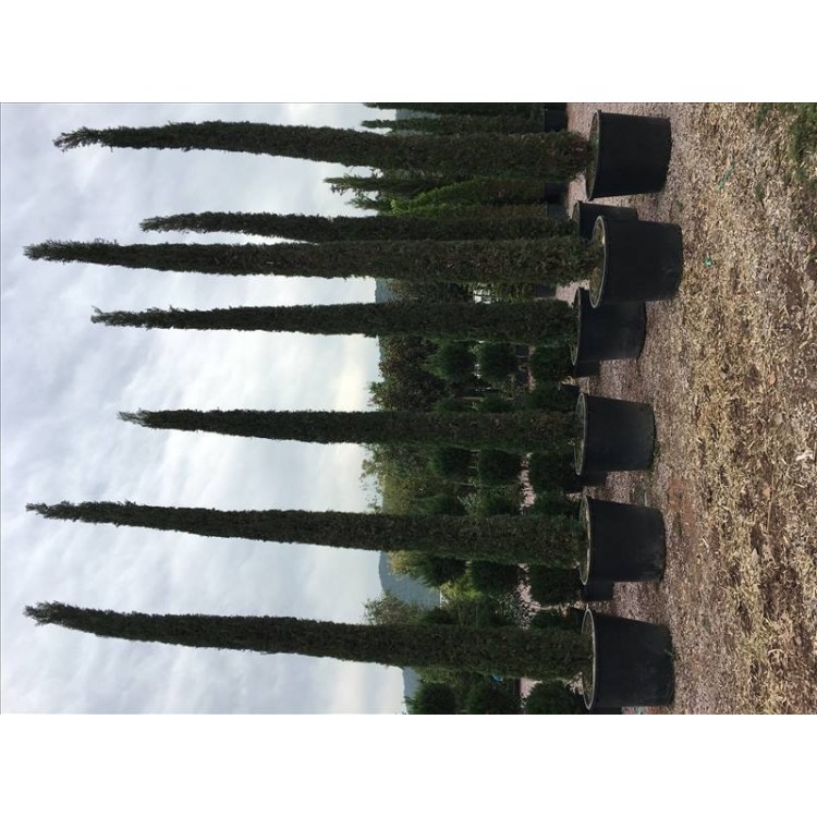 Cupressus Sempervırens( Kalem Servi)Nergis Peyzaj
