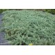 Juniperus Horizontalis Blue Chip( Mavi Yayılıcı Ardıç)