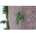 Juniperus Horizontalis Blue Chip( Mavi Yayılıcı Ardıç)
