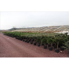 Juniperus Horizontalis Pendula( Aşılı Ters Ardıç) Juniperus Horizontalis Pendula( Aşılı Ters Ardıç)