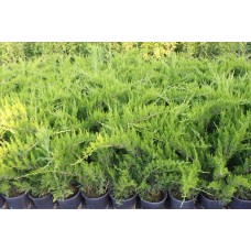 Juniperus Media Mint Julep( Ardıç) Juniperus Media Mint Julep( Ardıç)