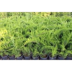 Juniperus Media Mint Julep( Ardıç) Juniperus Media Mint Julep( Ardıç)