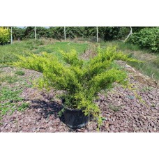 Juniperus Media Old Gold( Ardıç) Juniperus Media Old Gold( Ardıç)