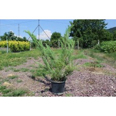 Juniperus Sabina( Ardıç) Juniperus Sabina( Ardıç)