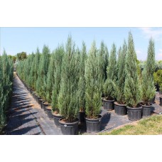 Juniperus Virginiana Skyrocket( Mavi Dik Ardıç)