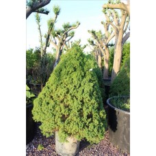 Picea Glauca Conica( Konik Ladin) Picea Glauca Conica( Konik Ladin)