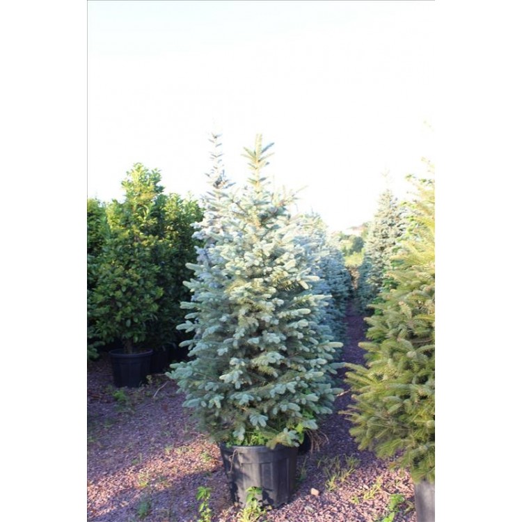 Picea Pungens( Mavi Ladin)