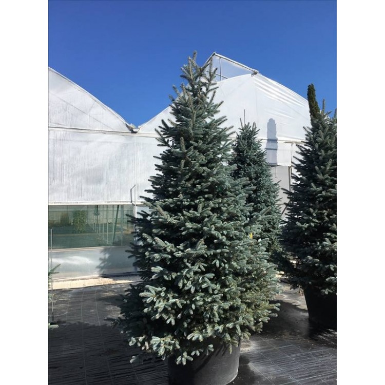 Picea Pungens Fat Albert( Mavi Ladin)